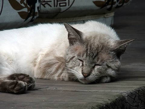 DSCF6431_600.jpg