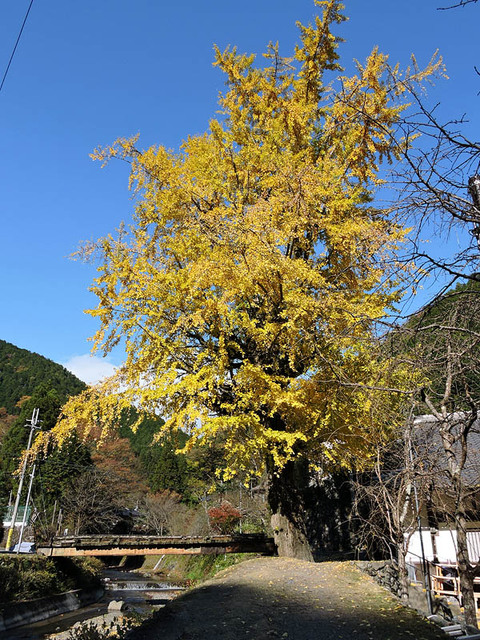 DSCN0677_600.jpg