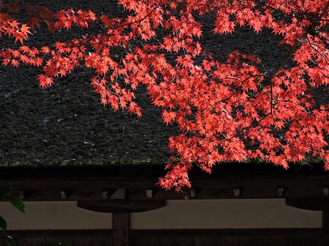 DSCN0728_600.jpg