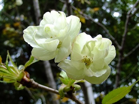 DSCF2734_600.jpg