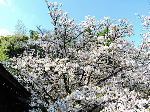 DSCN1377_600.jpg