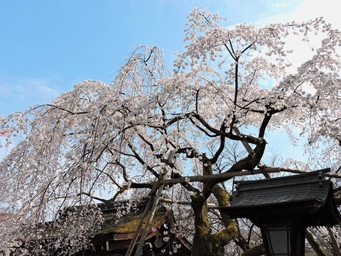 DSCN1965_600.jpg