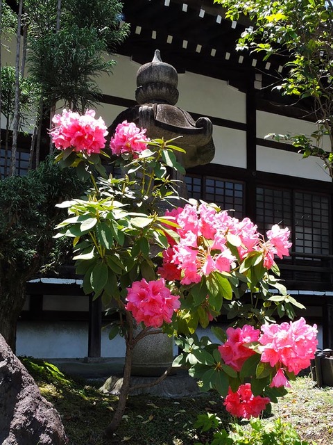 DSCN2882_600.jpg