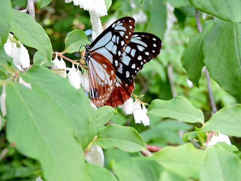 DSCN4913_600.jpg