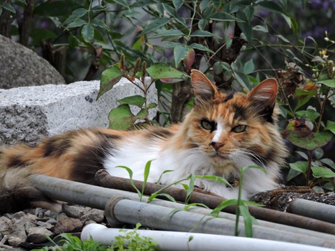 DSCN5218_600.jpg