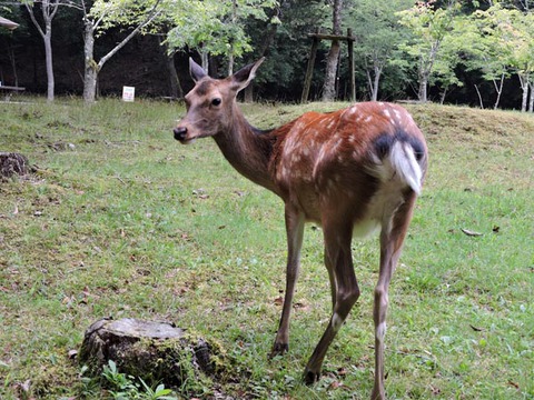 DSCN5404_600.jpg
