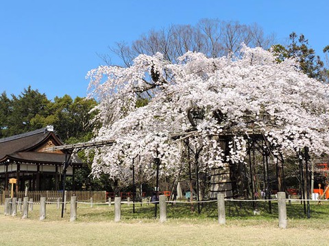 DSCN6421_600.jpg