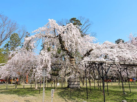 DSCN6430_600.jpg