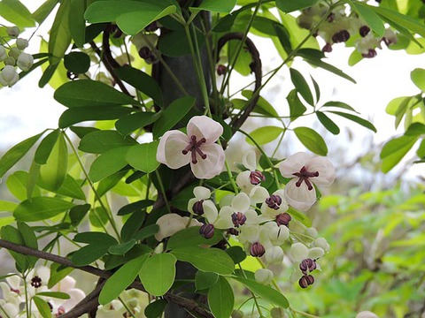 DSCN6990_600.jpg