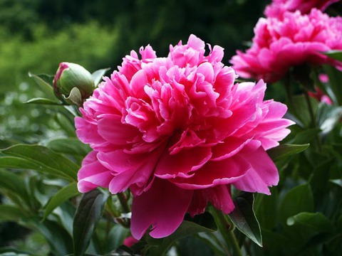 PICT0007_600.jpg
