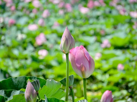 DSCN8299_600.jpg