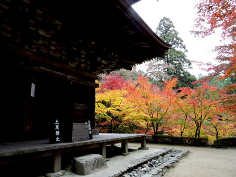 DSCN8758_600.jpg