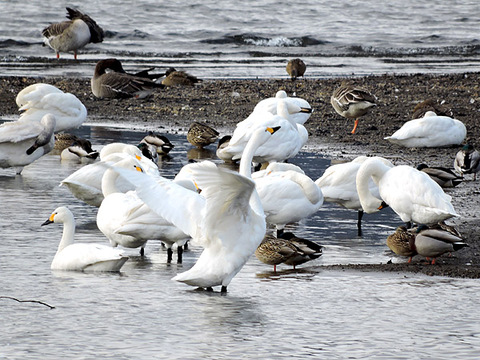 琵琶湖　コハクチョウ　湖北