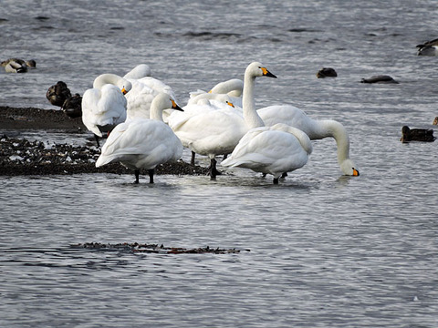 琵琶湖　コハクチョウ　湖北