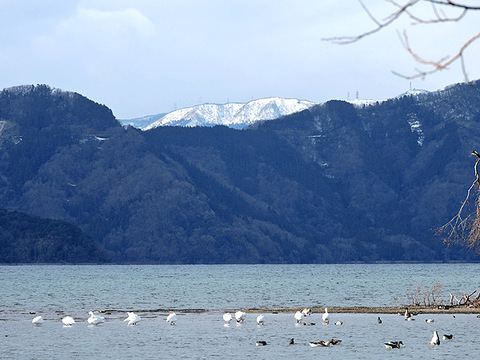 琵琶湖　コハクチョウ　湖北