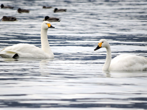 琵琶湖　コハクチョウ　湖北