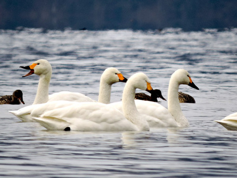 琵琶湖　コハクチョウ　湖北
