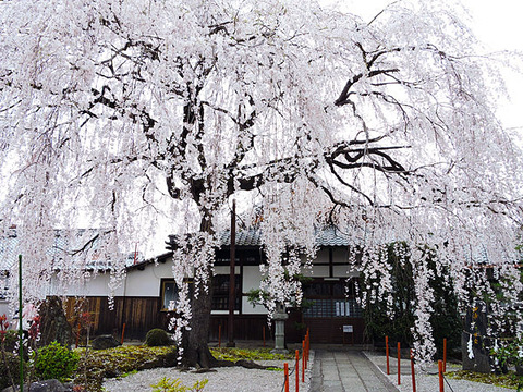 DSCN9404_600.jpg
