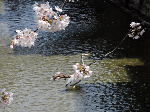 DSCN9457_600.jpg