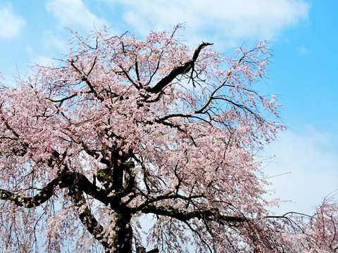 DSCN9491_600.jpg