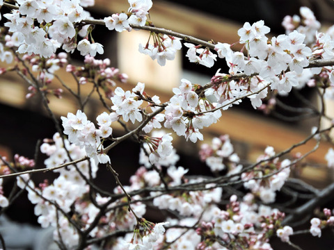 DSCN9514_600.jpg