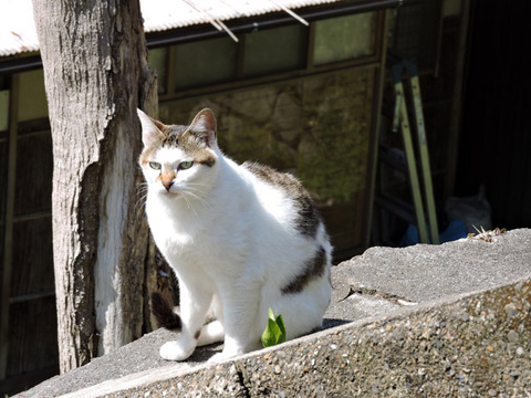 DSCN9596_600.jpg