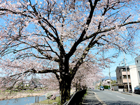 DSCN9682_600.jpg
