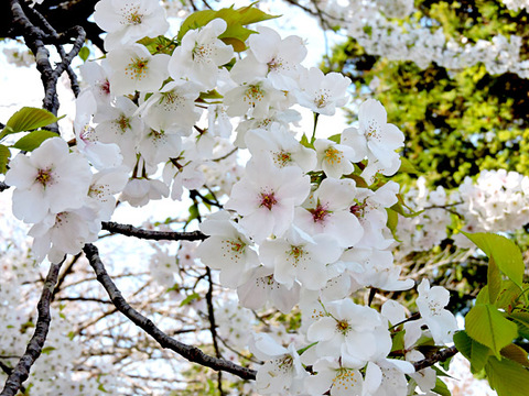 DSCN9843_600.jpg