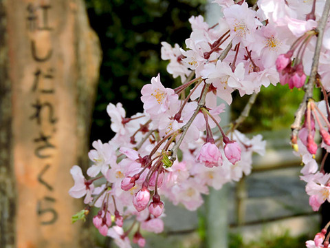DSCN9939_600.jpg