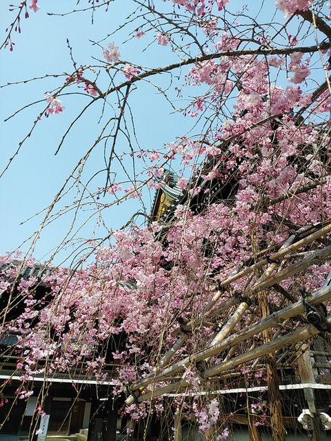 DSC_0120_600.jpg