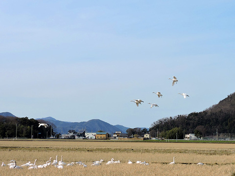 北帰行　湖北のコハクチョウ