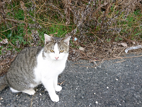 DSC_0757_650.jpg