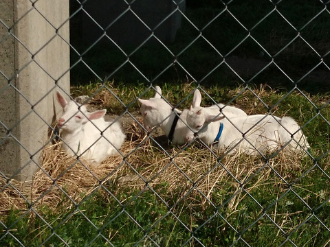 DSC_0847_800.jpg