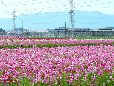 DSCN2853_800.jpg
