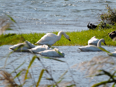 琵琶湖　湖北のコハクチョウ