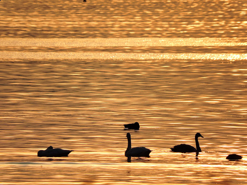 琵琶湖　湖北　コハクチョウ