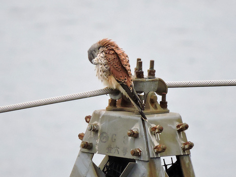 チョウゲンボウ