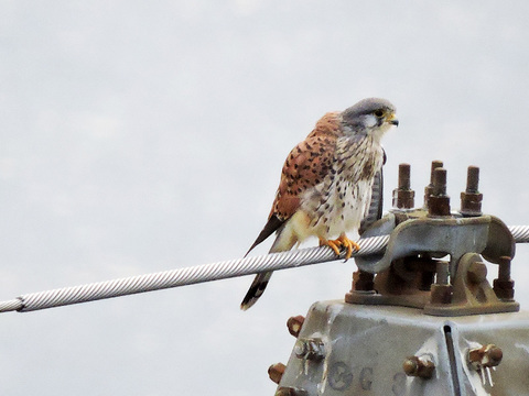チョウゲンボウ