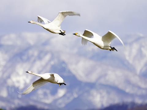 琵琶湖 コハクチョウ　湖北