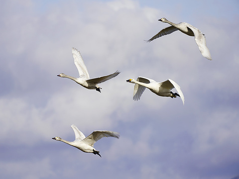 琵琶湖 湖北 コハクチョウ