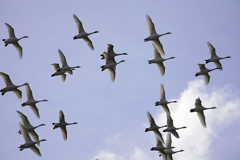 琵琶湖 コハクチョウ　湖北