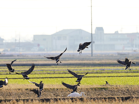 シジュウカラガン　湖北　琵琶湖