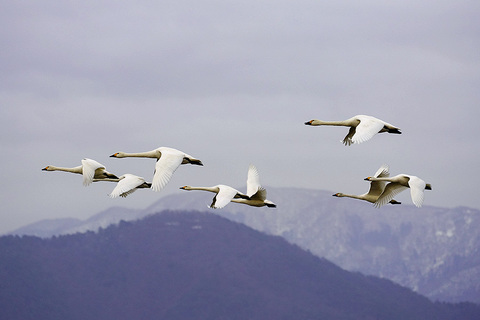 琵琶湖 コハクチョウ　湖北