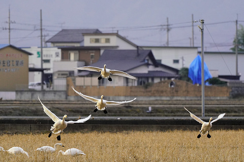 琵琶湖 コハクチョウ　湖北