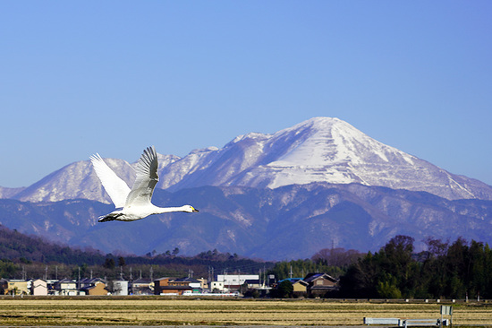 伊吹山と湖北のコハクチョウ