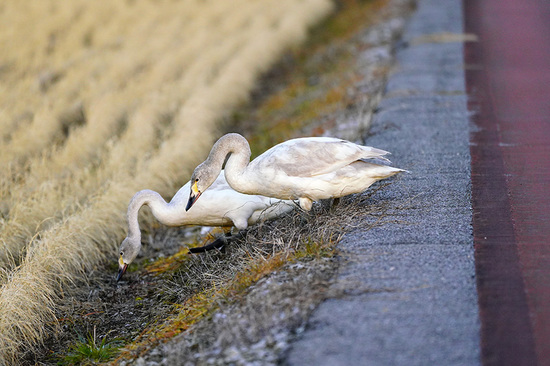 コハクチョウの幼鳥