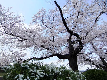 2014040602.jpg