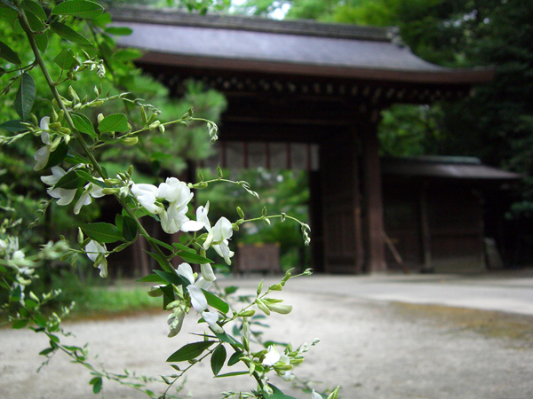 http://www.acrowass.com/ookinikyoto/photo/CIMG1078_600.jpg