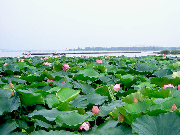 http://www.acrowass.com/ookinikyoto/photo/CIMG5326_600.jpg