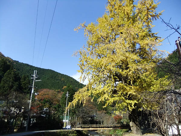 http://www.acrowass.com/ookinikyoto/photo/DSCF6473_600.jpg